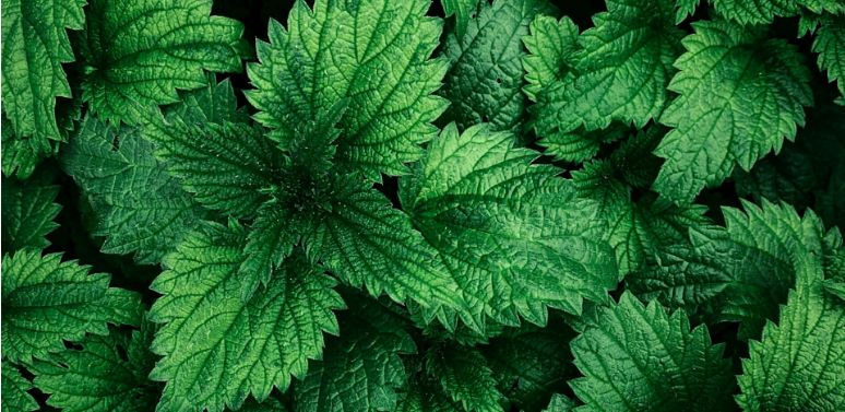 Rooted in Spring: Botanicals for the Changing Season